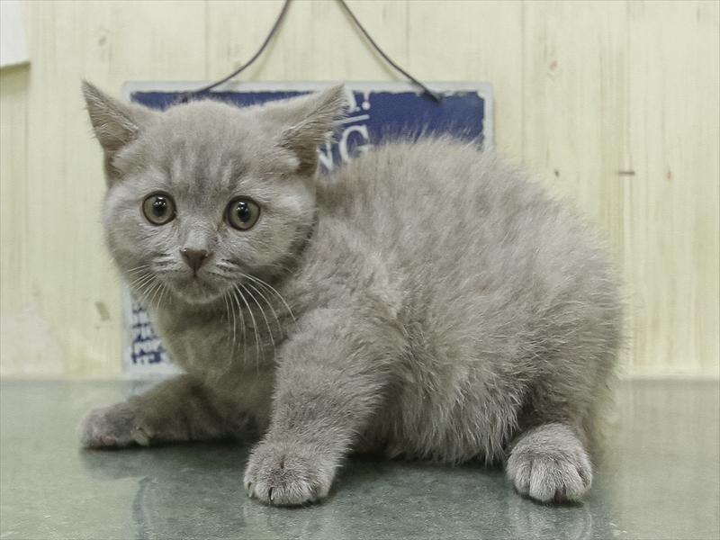 愛知県のシャルトリュー (ワンラブ名古屋守山インター総本店/2026年2月15日生まれ/女の子/ブルー)の子猫の2枚目の画像