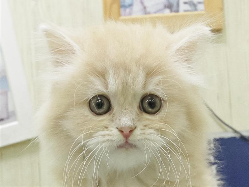 三重県のスコティッシュフォールド (ワンラブイオンタウン桑名新西方店/2026年2月15日生まれ/女の子/クリームタビーホワイト)の子猫の1枚目の画像