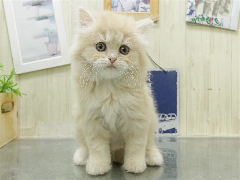 三重県のスコティッシュフォールド (ワンラブイオンタウン桑名新西方店/2026年2月15日生まれ/女の子/クリームタビーホワイト)の子猫の3枚目の画像