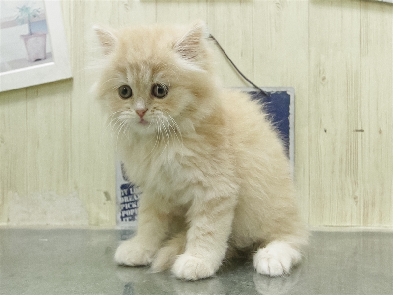 三重県のスコティッシュフォールド (ワンラブイオンタウン桑名新西方店/2026年2月15日生まれ/女の子/クリームタビーホワイト)の子猫の2枚目の画像
