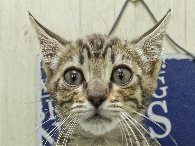 愛知県のジェネッタ (ワンラブペッツビレッジ アピタ刈谷店(FC)/2026年1月27日生まれ/女の子/ブラウンスポットタビー)の子猫の1枚目の画像