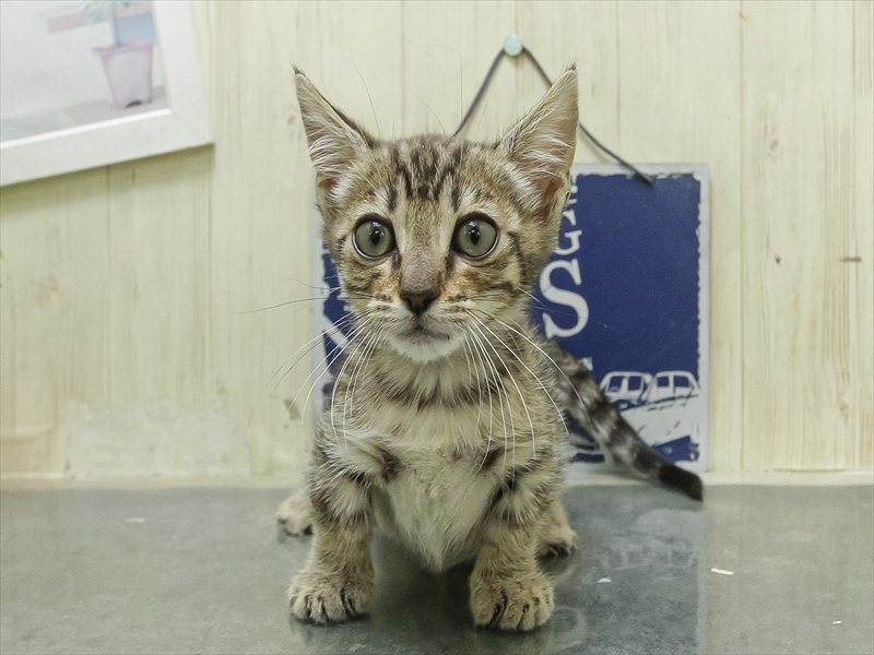 愛知県のジェネッタ (ワンラブペッツビレッジ アピタ刈谷店(FC)/2026年1月27日生まれ/女の子/ブラウンスポットタビー)の子猫の3枚目の画像