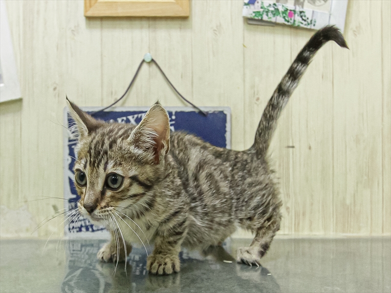 愛知県のジェネッタ (ワンラブペッツビレッジ アピタ刈谷店(FC)/2026年1月27日生まれ/女の子/ブラウンスポットタビー)の子猫の2枚目の画像