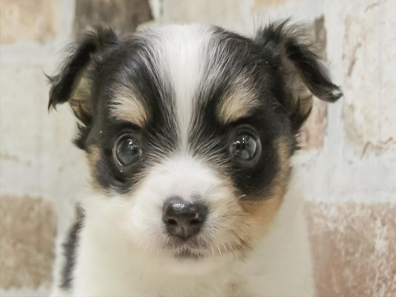 香川県のチワワ(ロング) (ワンラブイオンタウン宇多津店/2026年2月15日生まれ/男の子/ホワイトブラックタン)の子犬の1枚目の画像