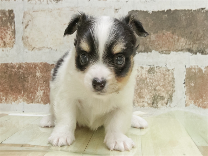 香川県のチワワ(ロング) (ワンラブイオンタウン宇多津店/2026年2月15日生まれ/男の子/ホワイトブラックタン)の子犬の3枚目の画像