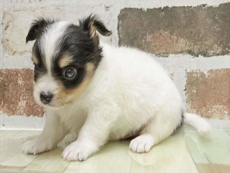 香川県のチワワ(ロング) (ワンラブイオンタウン宇多津店/2026年2月15日生まれ/男の子/ホワイトブラックタン)の子犬の2枚目の画像