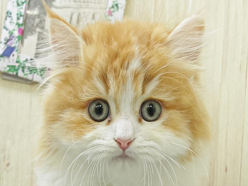 愛知県のミヌエット (ワンラブカインズ名古屋当知店/2026年2月6日生まれ/男の子/レッドタビーホワイト)の子猫の1枚目の画像