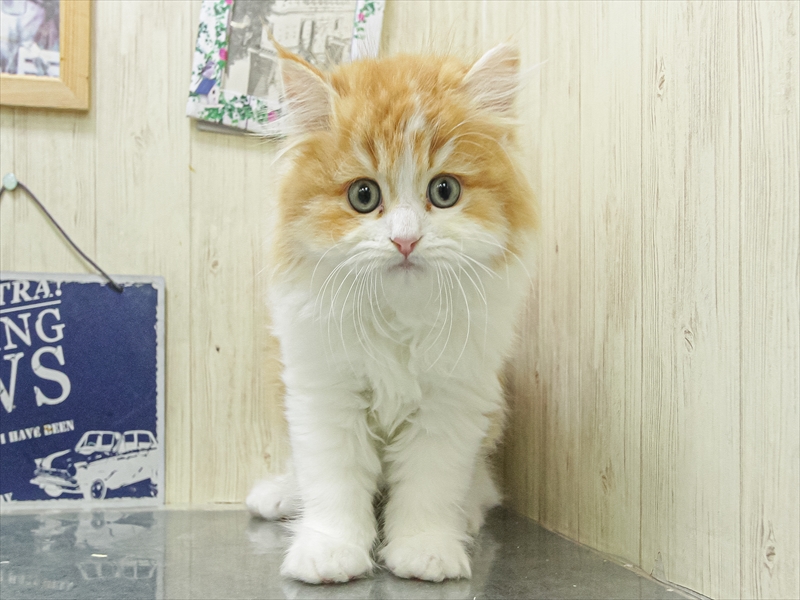 愛知県のミヌエット (ワンラブカインズ名古屋当知店/2026年2月6日生まれ/男の子/レッドタビーホワイト)の子猫の3枚目の画像