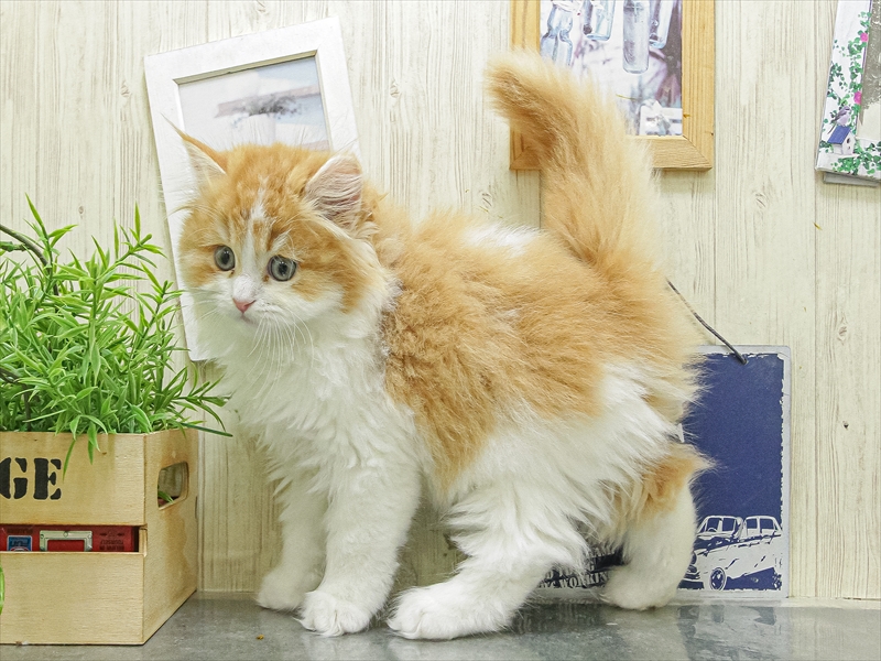 愛知県のミヌエット (ワンラブカインズ名古屋当知店/2026年2月6日生まれ/男の子/レッドタビーホワイト)の子猫の2枚目の画像