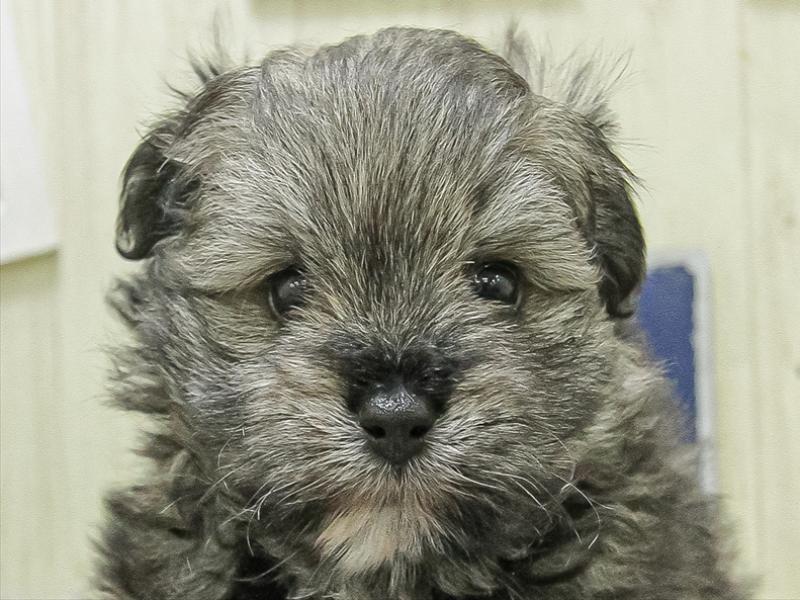 愛知県のポメビション(ポメラニアン×ビションフリーゼ) (ワンラブカインズ名古屋当知店/2026年2月14日生まれ/男の子/フォーン)の子犬の1枚目の画像