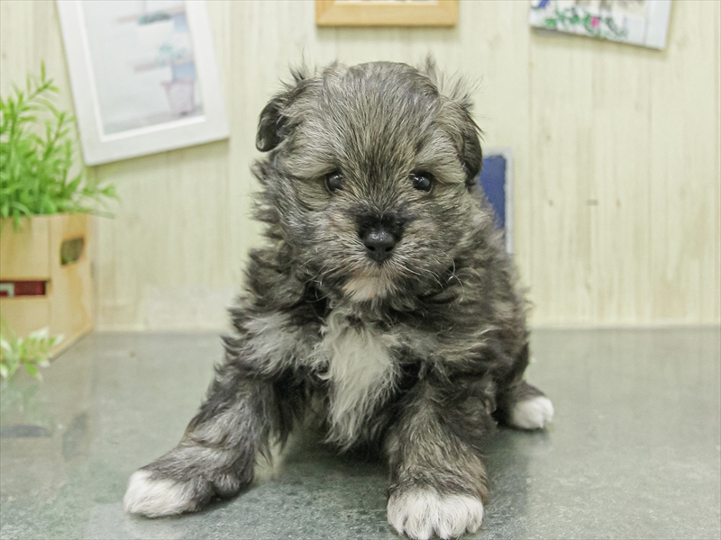 愛知県のポメビション(ポメラニアン×ビションフリーゼ) (ワンラブカインズ名古屋当知店/2026年2月14日生まれ/男の子/フォーン)の子犬の3枚目の画像