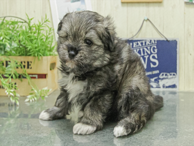 愛知県のポメビション(ポメラニアン×ビションフリーゼ) (ワンラブカインズ名古屋当知店/2026年2月14日生まれ/男の子/フォーン)の子犬の2枚目の画像