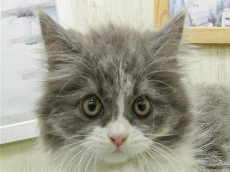 愛知県のスコティッシュフォールド (ワンラブ名古屋守山インター総本店/2026年2月10日生まれ/女の子/ブルーパッチドタビーホワイト)の子猫の1枚目の画像