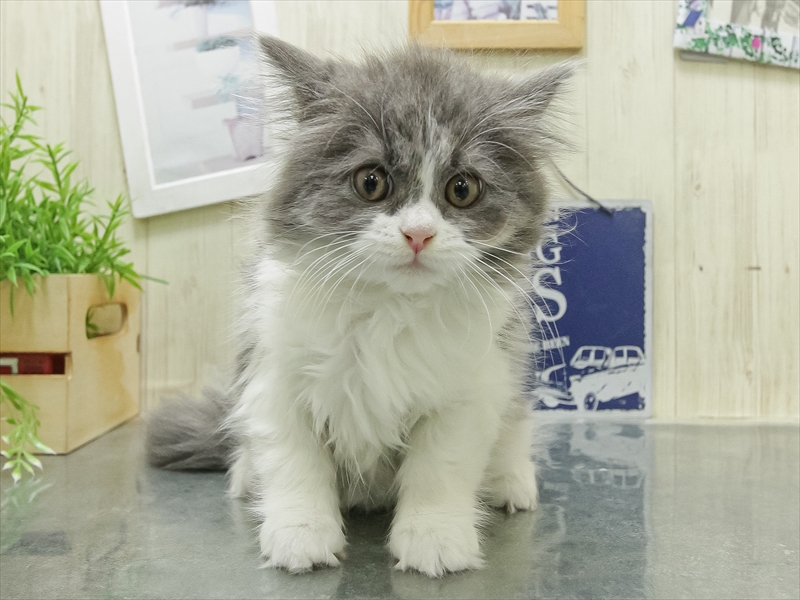 愛知県のスコティッシュフォールド (ワンラブ名古屋守山インター総本店/2026年2月10日生まれ/女の子/ブルーパッチドタビーホワイト)の子猫の3枚目の画像