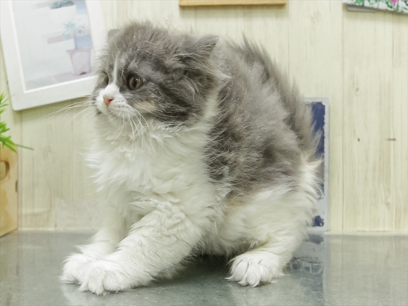愛知県のスコティッシュフォールド (ワンラブ名古屋守山インター総本店/2026年2月10日生まれ/女の子/ブルーパッチドタビーホワイト)の子猫の2枚目の画像