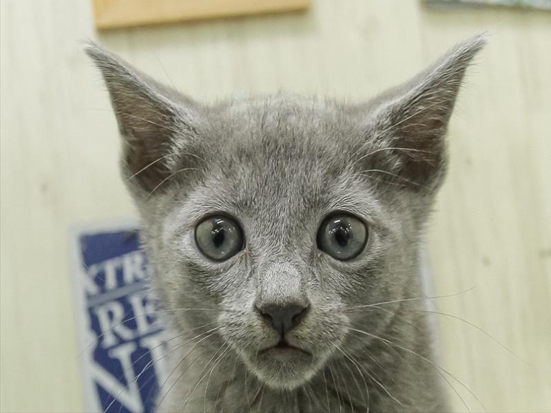 愛知県のロシアンブルー (ワンラブ名古屋守山インター総本店/2026年2月15日生まれ/男の子/ブルー)の子猫の1枚目の画像