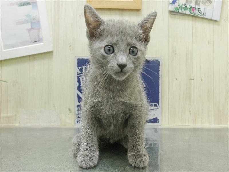 愛知県のロシアンブルー (ワンラブ名古屋守山インター総本店/2026年2月15日生まれ/男の子/ブルー)の子猫の3枚目の画像