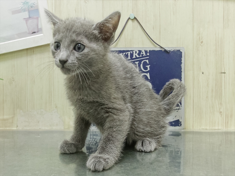 愛知県のロシアンブルー (ワンラブ名古屋守山インター総本店/2026年2月15日生まれ/男の子/ブルー)の子猫の2枚目の画像