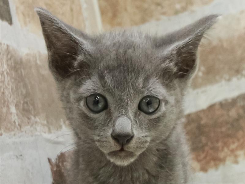 香川県のロシアンブルー (ワンラブゆめタウン三豊店/2026年2月15日生まれ/男の子/ブルー)の子猫の1枚目の画像