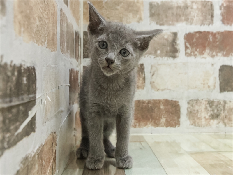 香川県のロシアンブルー (ワンラブゆめタウン三豊店/2026年2月15日生まれ/男の子/ブルー)の子猫の3枚目の画像