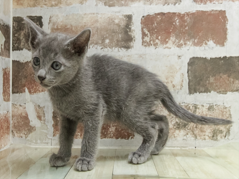 香川県のロシアンブルー (ワンラブゆめタウン三豊店/2026年2月15日生まれ/男の子/ブルー)の子猫の2枚目の画像