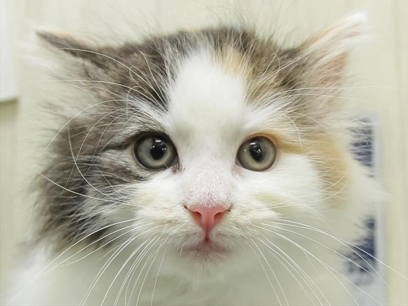 愛知県のノルウェージャンフォレストキャット (ワンラブららぽーと愛知東郷店/2026年2月15日生まれ/女の子/ブルーマッカレルタビーホワイト)の子猫の1枚目の画像