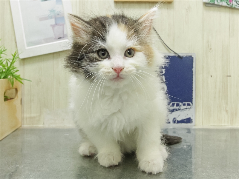 愛知県のノルウェージャンフォレストキャット (ワンラブららぽーと愛知東郷店/2026年2月15日生まれ/女の子/ブルーマッカレルタビーホワイト)の子猫の3枚目の画像