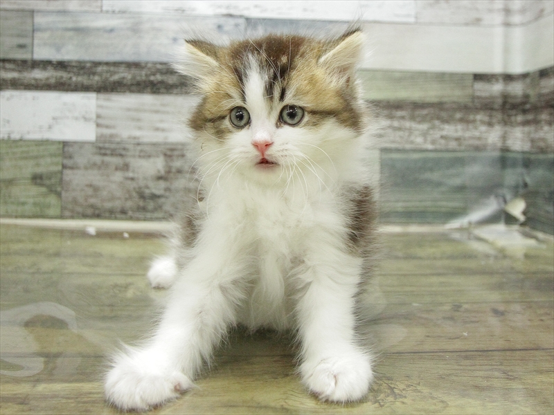 愛知県のミヌエット (ワンラブカインズ小牧店(FC)/2026年2月14日生まれ/男の子/ブラウンタビーホワイト)の子猫の3枚目の画像