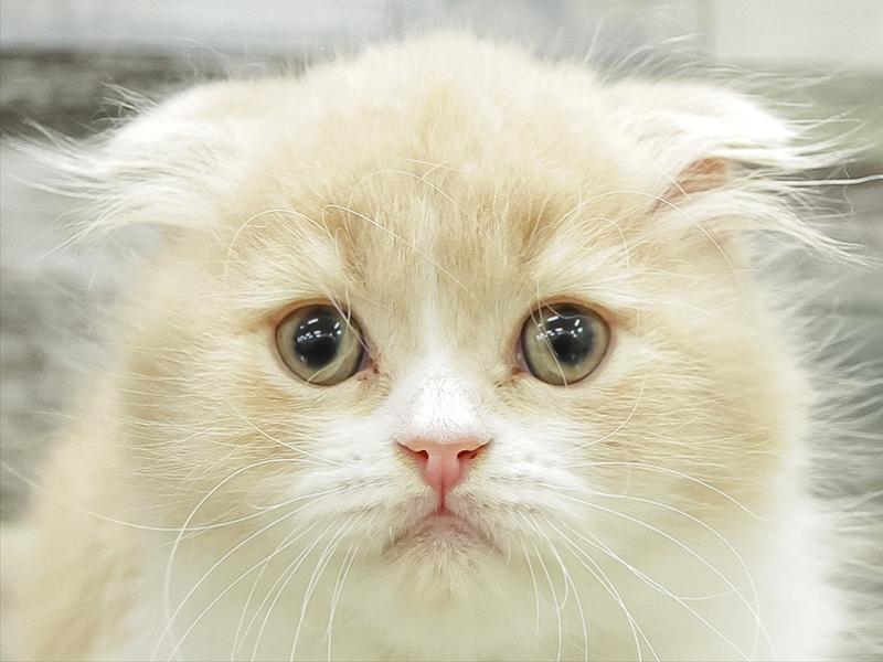 愛知県のスコティッシュフォールド (ワンラブららぽーと愛知東郷店/2026年2月13日生まれ/男の子/クリームタビーホワイト)の子猫の1枚目の画像