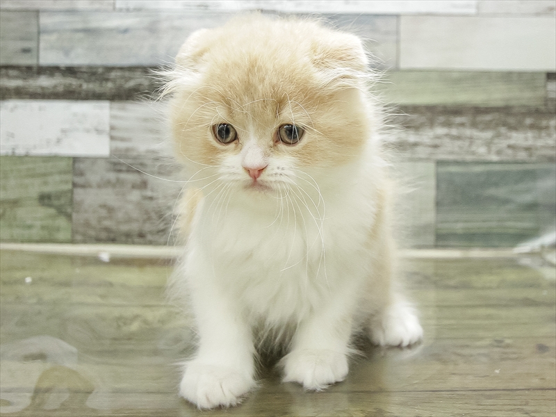 愛知県のスコティッシュフォールド (ワンラブららぽーと愛知東郷店/2026年2月13日生まれ/男の子/クリームタビーホワイト)の子猫の3枚目の画像