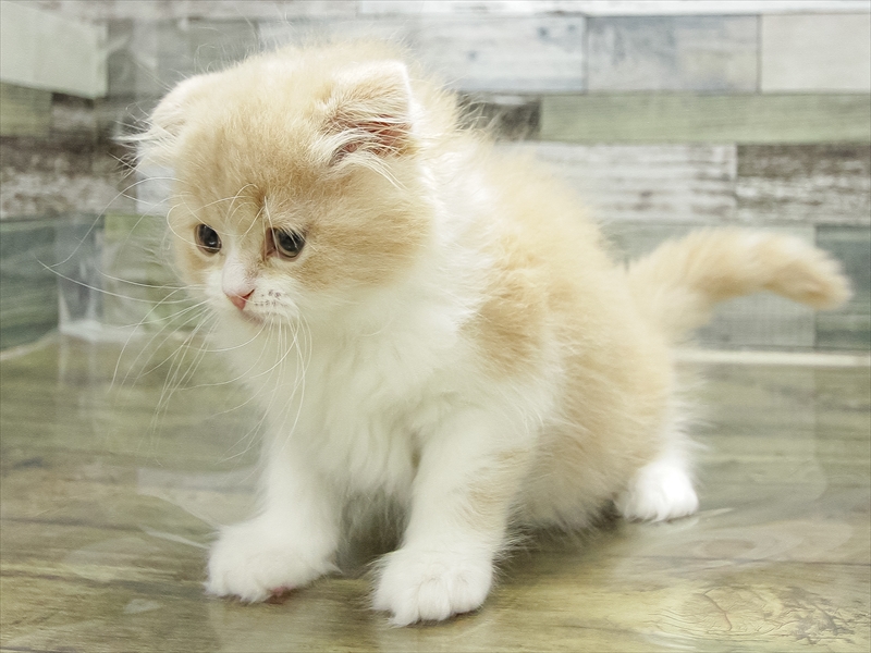 愛知県のスコティッシュフォールド (ワンラブららぽーと愛知東郷店/2026年2月13日生まれ/男の子/クリームタビーホワイト)の子猫の2枚目の画像