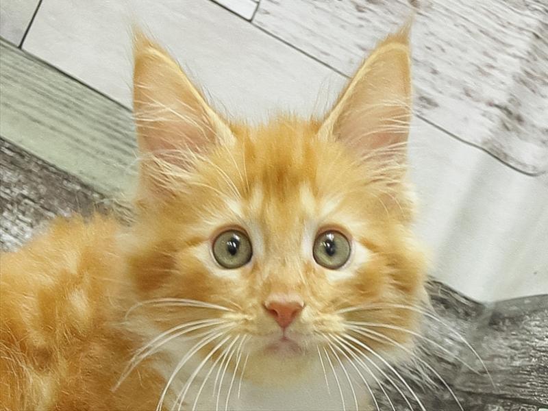 愛知県のメインクーン (ワンラブ名古屋守山インター総本店/2026年2月11日生まれ/男の子/レッドタビーホワイト)の子猫の1枚目の画像