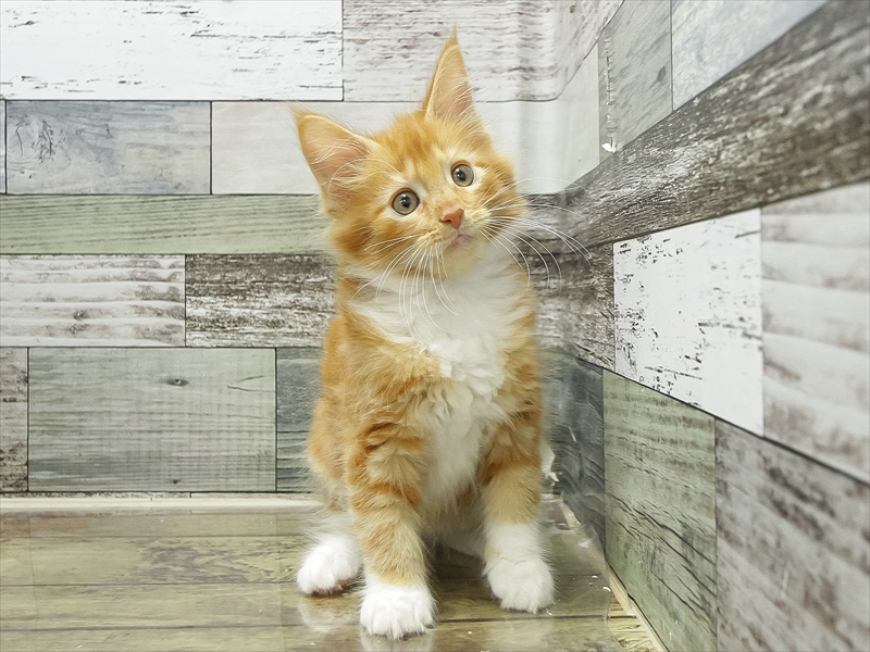 愛知県のメインクーン (ワンラブ名古屋守山インター総本店/2026年2月11日生まれ/男の子/レッドタビーホワイト)の子猫の3枚目の画像