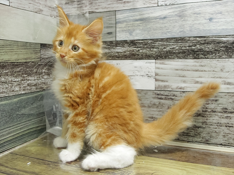 愛知県のメインクーン (ワンラブ名古屋守山インター総本店/2026年2月11日生まれ/男の子/レッドタビーホワイト)の子猫の2枚目の画像