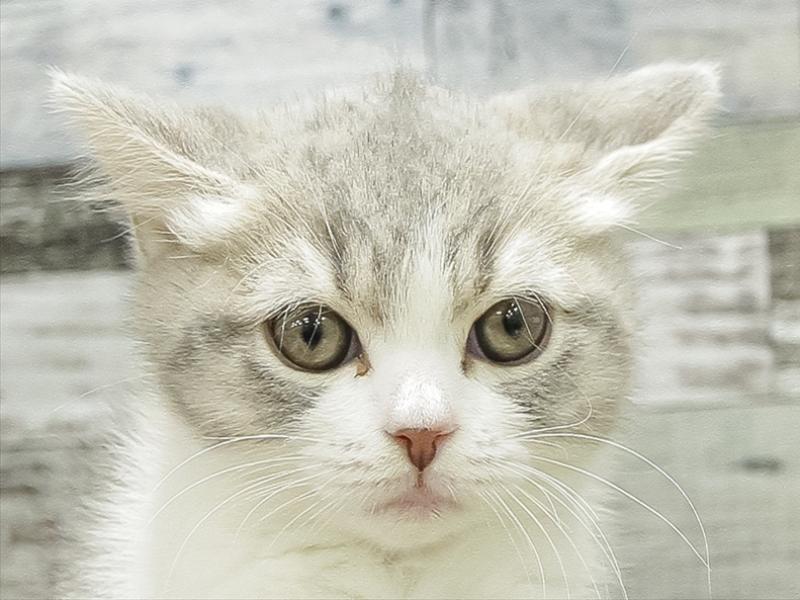 愛知県のブリティッシュショートヘアー (ワンラブ名古屋守山インター総本店/2026年2月9日生まれ/女の子/ブルータビーホワイト)の子猫の1枚目の画像