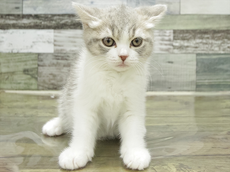 愛知県のブリティッシュショートヘアー (ワンラブ名古屋守山インター総本店/2026年2月9日生まれ/女の子/ブルータビーホワイト)の子猫の3枚目の画像