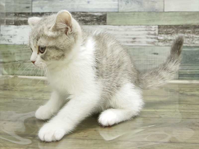 愛知県のブリティッシュショートヘアー (ワンラブ名古屋守山インター総本店/2026年2月9日生まれ/女の子/ブルータビーホワイト)の子猫の2枚目の画像