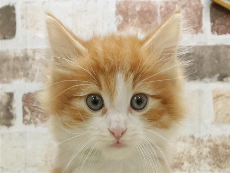 愛知県のノルウェージャンフォレストキャット (ワンラブ名古屋守山インター総本店/2026年2月13日生まれ/男の子/レッドタビーホワイト)の子猫の1枚目の画像