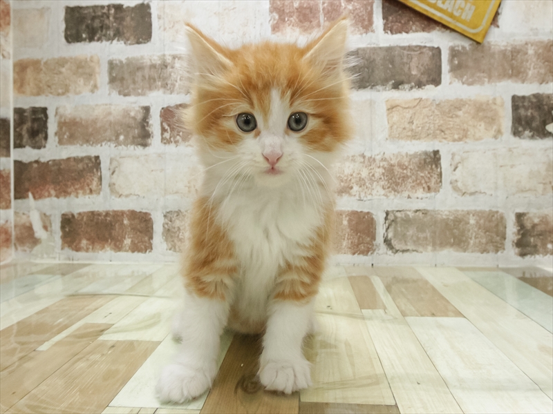 愛知県のノルウェージャンフォレストキャット (ワンラブ名古屋守山インター総本店/2026年2月13日生まれ/男の子/レッドタビーホワイト)の子猫の3枚目の画像