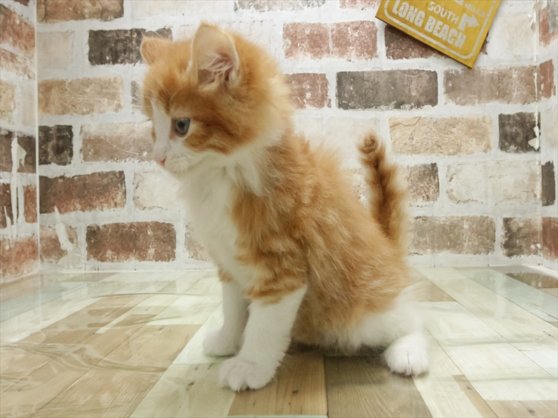 愛知県のノルウェージャンフォレストキャット (ワンラブ名古屋守山インター総本店/2026年2月13日生まれ/男の子/レッドタビーホワイト)の子猫の2枚目の画像