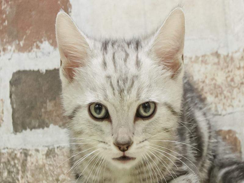 愛知県のアメリカンショートヘアー (ワンラブ名古屋守山インター総本店/2026年2月11日生まれ/男の子/シルバータビー)の子猫の1枚目の画像