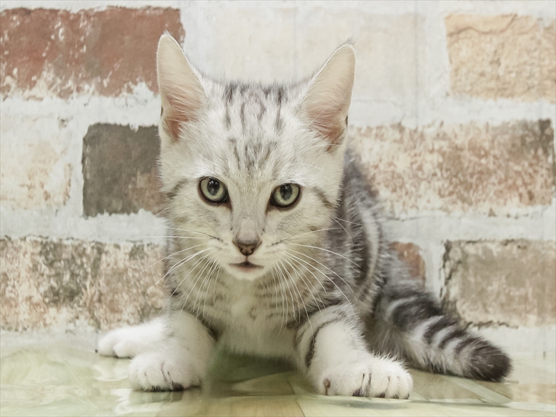 愛知県のアメリカンショートヘアー (ワンラブ名古屋守山インター総本店/2026年2月11日生まれ/男の子/シルバータビー)の子猫の3枚目の画像