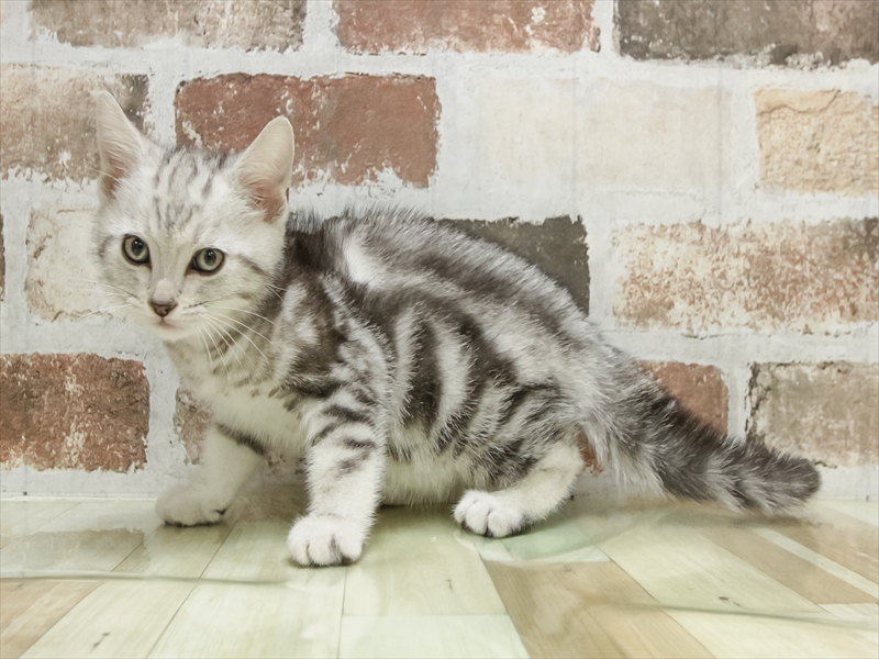 愛知県のアメリカンショートヘアー (ワンラブ名古屋守山インター総本店/2026年2月11日生まれ/男の子/シルバータビー)の子猫の2枚目の画像
