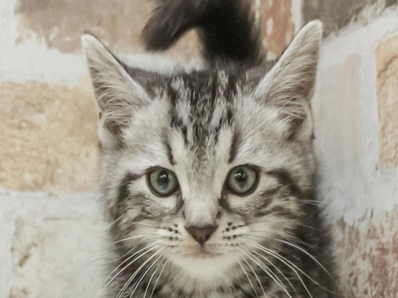 愛知県のアメリカンショートヘアー (ワンラブ名古屋守山インター総本店/2026年2月15日生まれ/男の子/シルバータビー)の子猫の1枚目の画像