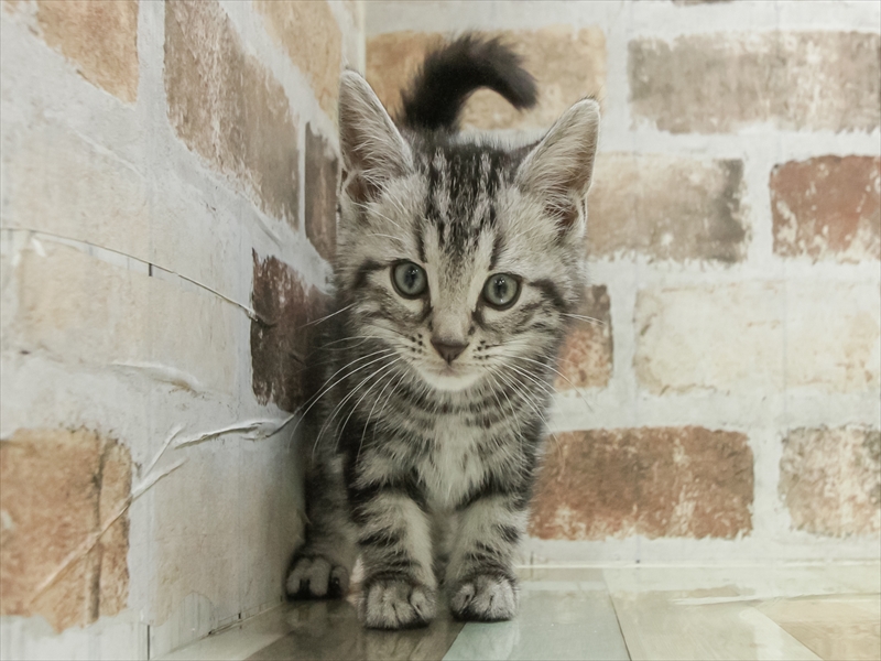 愛知県のアメリカンショートヘアー (ワンラブ名古屋守山インター総本店/2026年2月15日生まれ/男の子/シルバータビー)の子猫の3枚目の画像