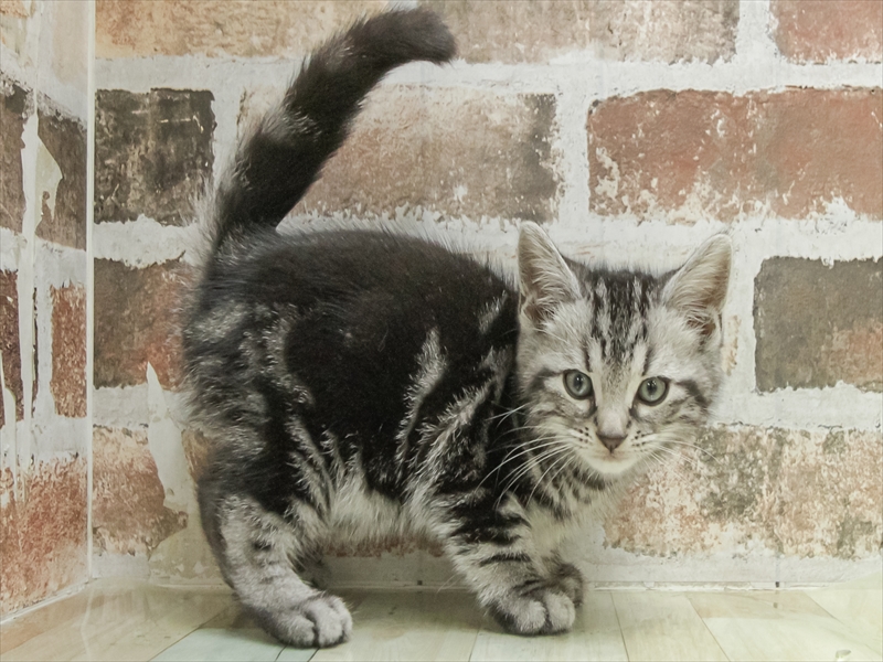 愛知県のアメリカンショートヘアー (ワンラブ名古屋守山インター総本店/2026年2月15日生まれ/男の子/シルバータビー)の子猫の2枚目の画像