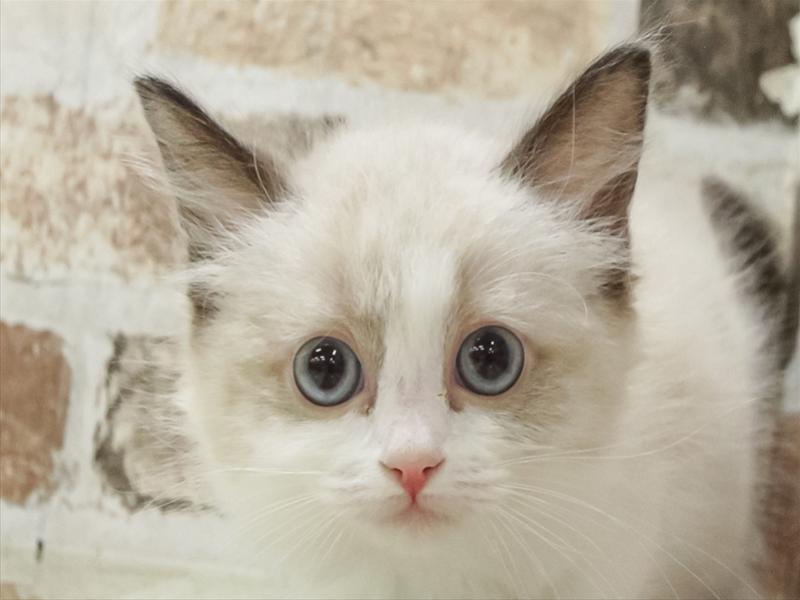 愛知県のラグドール (ワンラブ名古屋守山インター総本店/2026年2月12日生まれ/女の子/シールポイントバイカラー)の子猫の1枚目の画像