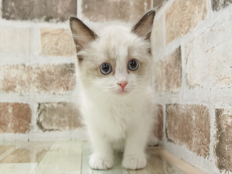 愛知県のラグドール (ワンラブ名古屋守山インター総本店/2026年2月12日生まれ/女の子/シールポイントバイカラー)の子猫の3枚目の画像