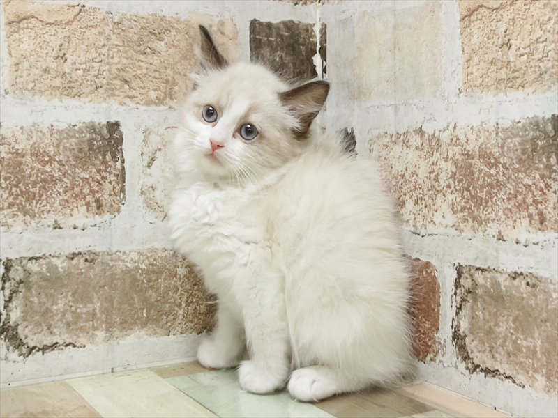 愛知県のラグドール (ワンラブ名古屋守山インター総本店/2026年2月12日生まれ/女の子/シールポイントバイカラー)の子猫の2枚目の画像