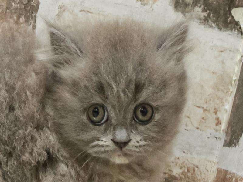 愛知県のブリティッシュロングヘアー (ワンラブ名古屋守山インター総本店/2026年2月15日生まれ/女の子/ブルークリーム)の子猫の1枚目の画像